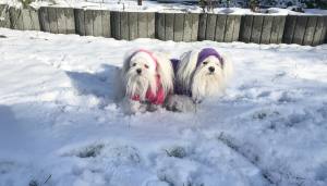 Hundepullover für Weibchen BONE PINK