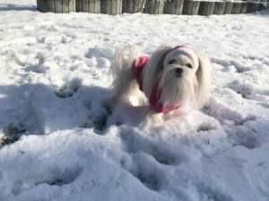 Hundepullover für Weibchen BONE PINK