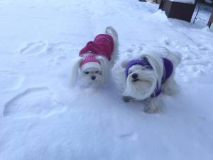 Hundepullover für Weibchen BONE PINK