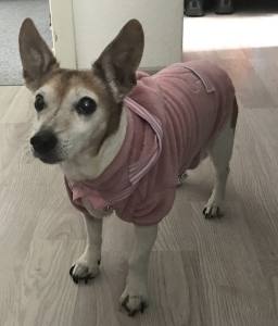 Hundepullover für Weibchen BONE ROSE