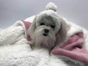 Hundepullover für Weibchen BONE ROSE