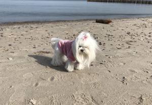 Hundepullover für Weibchen BONE ROSE