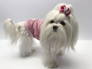Hundepullover für Weibchen BONE ROSE