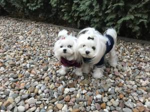 Hundepullover für Weibchen BONE Weinrot