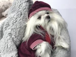 Hundepullover für Weibchen BONE Weinrot