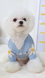 Hundepullover mit Knöpfen für Hunde BLAUE BLUME