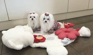 Hundepullover mit Knöpfen für Hunde Rote Blumen