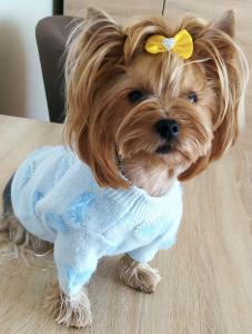 Hundepullover mit Perlen für Hunde HEART Blue