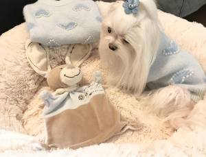 Hundepullover mit Perlen für Hunde HEART Blue