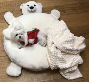 Hundepullover warm Weihnachten Rot schick