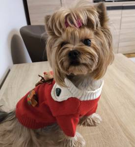 Hundepullover warm Weihnachten Rot schick