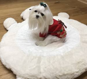 Hundepullover warm Weihnachten Rot schick