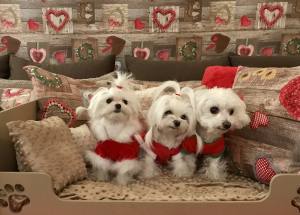 Hundepullover,Hunde Pulli * LITTLE SANTA*Dogszone