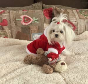 Hundepullover,Hunde Pulli * LITTLE SANTA*Dogszone