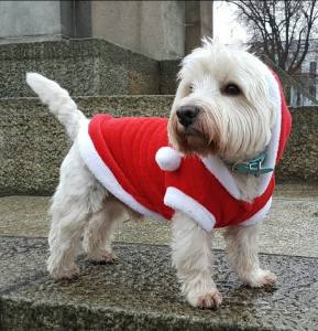 Hundepullover,Hunde Pulli * LITTLE SANTA*Dogszone