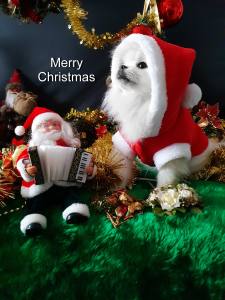 Hundepullover,Hunde Pulli * LITTLE SANTA*Dogszone