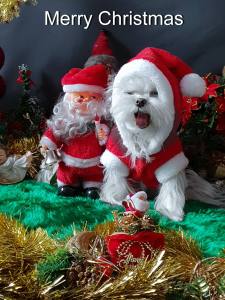Hundepullover,Hunde Pulli * LITTLE SANTA*Dogszone