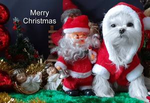 Hundepullover,Hunde Pulli * LITTLE SANTA*Dogszone