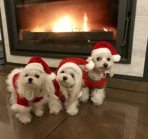 Hundepullover,Hunde Pulli * LITTLE SANTA*Dogszone