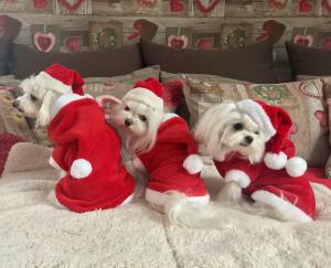 Hundepullover,Hunde Pulli * LITTLE SANTA*Dogszone
