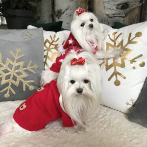 Hundeschleife Weihnachten Rot-Gold 2