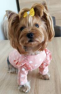 Hundeshirt T-Shirt Apricot SVENJA