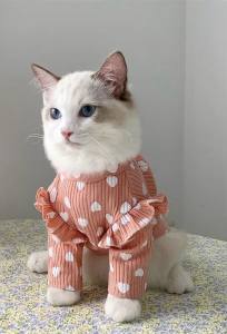 Hundeshirt T-Shirt Apricot SVENJA