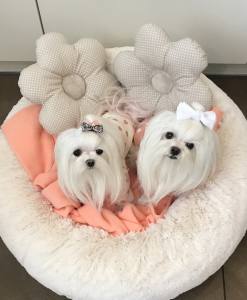 Hundeshirt T-Shirt Apricot SVENJA