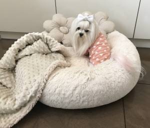 Hundeshirt T-Shirt Apricot SVENJA