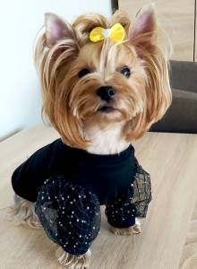 Hundeshirt T-Shirt BLACK CARMEN