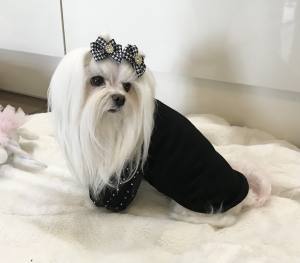 Hundeshirt T-Shirt BLACK CARMEN
