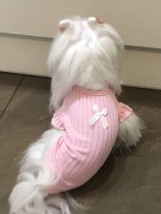 Hundeshirt T-Shirt Rosa JENNY