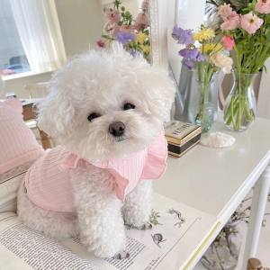Hundeshirt T-Shirt Rosa JENNY