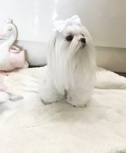 Hundeshirt T-Shirt WHITE CARMEN