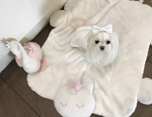Hundeshirt T-Shirt WHITE CARMEN