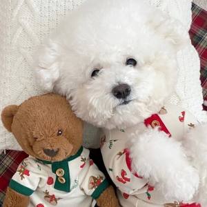 Hundeshirt T-Shirt Weihnachten Motiv