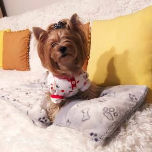 Hundeshirt T-Shirt Weihnachten Motiv