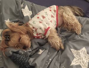 Hundeshirt T-Shirt Weihnachten Motiv
