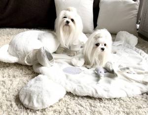 Hundeshirt T-Shirt Weiss Süss