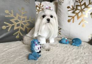 Hundeshirt T-Shirt Weiss MELANIE
