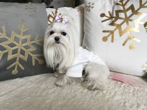 Hundeshirt T-Shirt Weiss Süss