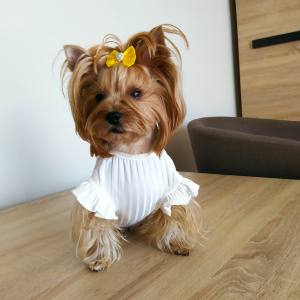 Hundeshirt T-Shirt Weiß TINA
