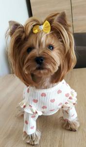 Hundeshirt T-Shirt Creme mit Herzen CAROLINE