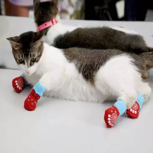 Hundesocken Katzensocken BOW