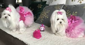 Hundespielzeug IGEL