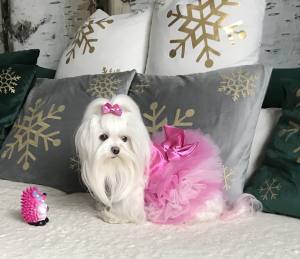 Hundespielzeug IGEL