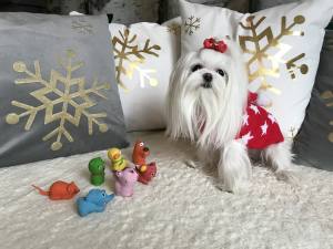 Hundespielzeug Mini Freund