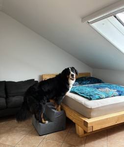 Hundetreppe BIG DogsZone Gr.L /2 -40 cm hoch