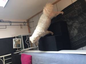 Hundetreppe BIG DogsZone Gr.L /2 -40 cm hoch