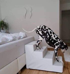 Hundetreppe BOXSPRINGBETT KUNSTLEDER CLASSIC Gr.M/4 56 cm hoch